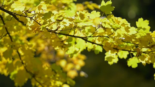 Yellow leaves tremble under breeze.