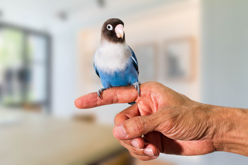 Parrot lovebird sitting on hand on blurred living room background