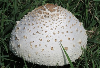 Mushroom in Grass