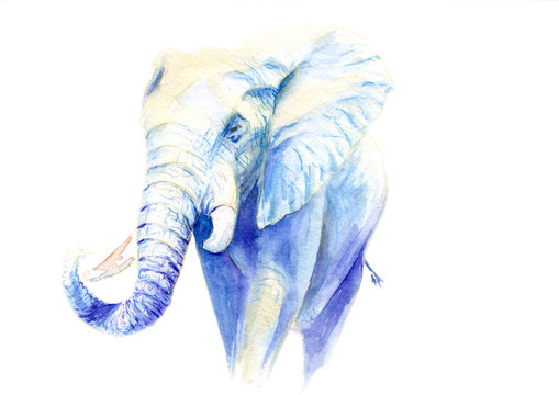 watercolor elephant. sketch