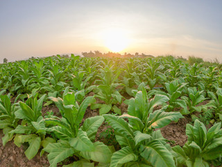 Plantation tobacco grown in the farmland