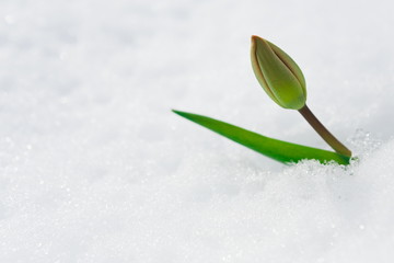Tulip bud under the snow in the spring
