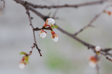 Tender apricot blossom buds and flowers in the spring