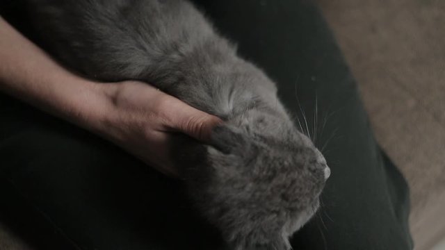 Woman sprays the affected areas of ringworm in a kitten