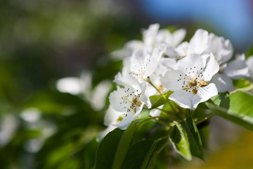 Cherry tree spring blossom, branch with flowers