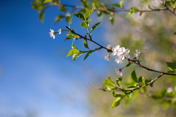 Cherry tree spring blossom, branch with flowers