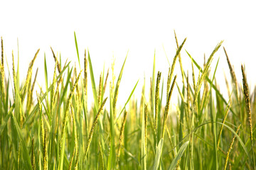 Paddy rice field close up.