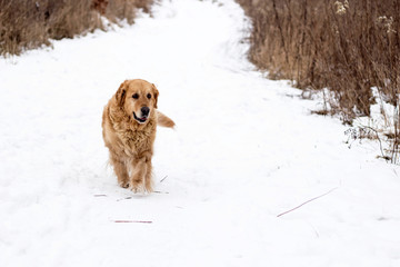 golden retriever dog winter portrait