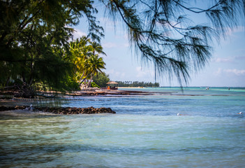 Caribbean Island Trees