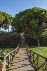 A path full of trees