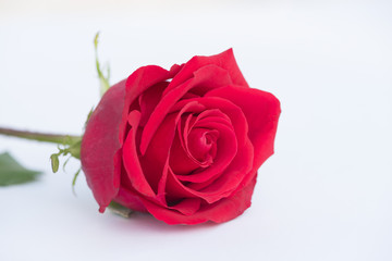 A rose on white background