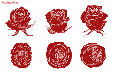 Rose vector set by hand drawing.Beautiful flower on white background.Rose art highly detailed in line art style.Anastasia rose for wallpaper.