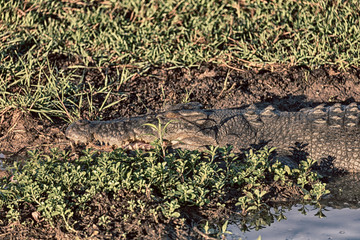 in  australia  reptile crocodile in the river