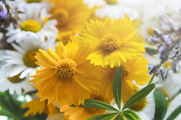 Beautiful daisies closeup. Flower background.