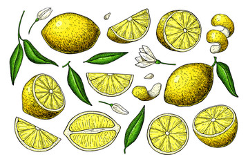 Lemon vector drawing. Summer fruit artistic illustration.