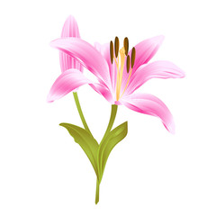 Pink  flower Lily Lilium candidum editable on a white background vector illustration editable Hand draw