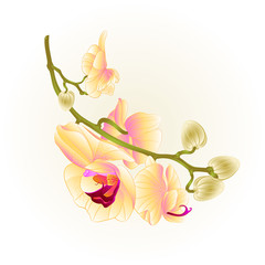 Stem beautiful yellow Orchid Phalaenopsis    vintage vector  illustration editable hand draw