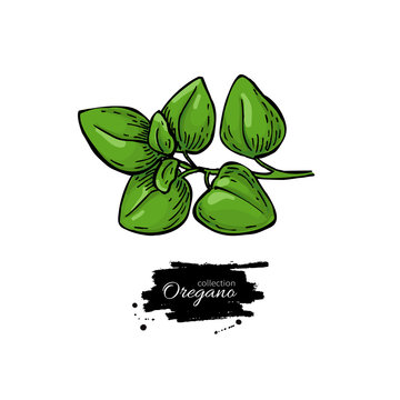 Oregano vector drawing. Isolated Herb plant branch with leaves.