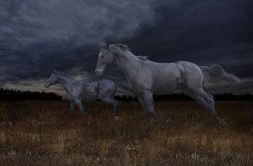 Obraz na płótnie Canvas swift night jump of black horses across the steppe against the backdrop of the dark sky