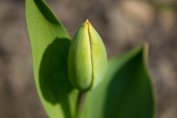 Closed Tulip green