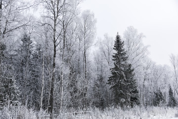 landscape forest frosty in winter