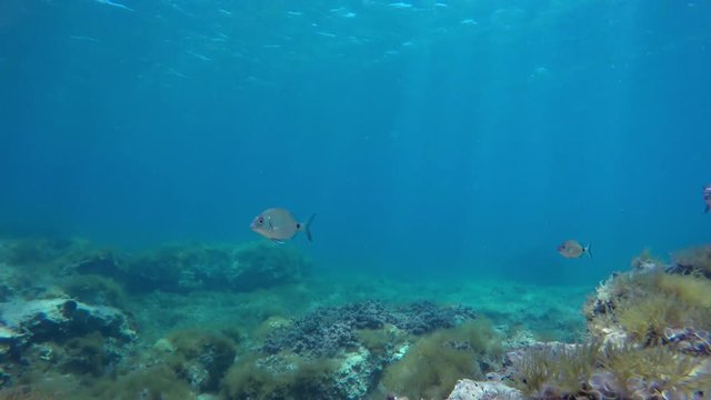 Turquoise collor open waters in the Mediterranean Sea, with many fish species that crosses the image, specially the Sargo (Diplodus sargus). Video made in Sicily, Italy.