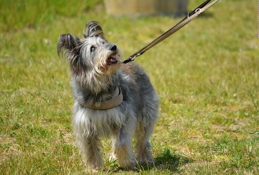 kleiner haariger Mischling geht aufmerksam an der Leine spazieren