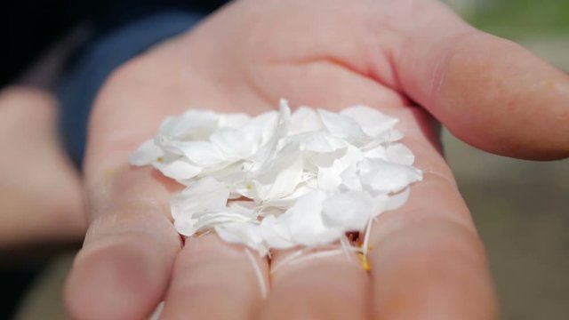 Apple petals blown out of the male hand, wind blowing in his hand filled with apple blossom. Spring footage with slow motion