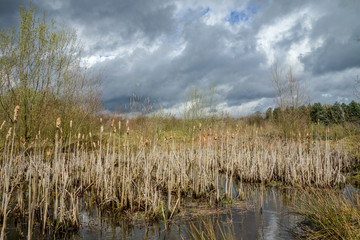 swamp