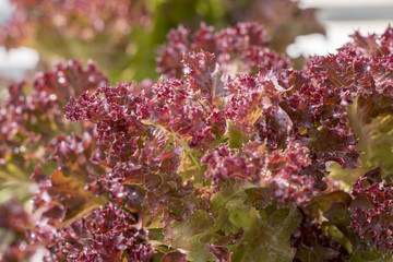 Red coral oak salad lettuce farm .Organic food ,agriculture and hydroponic conccept.