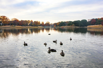 Duck swimming in the autumn swamp and Maple leaves change color in Japan autumn.