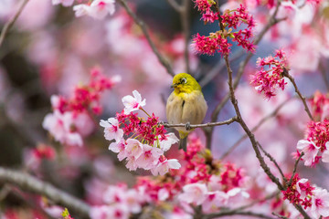 The Japanese White-eye.The background is cherry blossoms(Japanese name Kanzakura). Located in Tokyo Prefecture Japan.