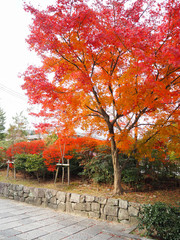 Maple leaves change color in Japan autumn.