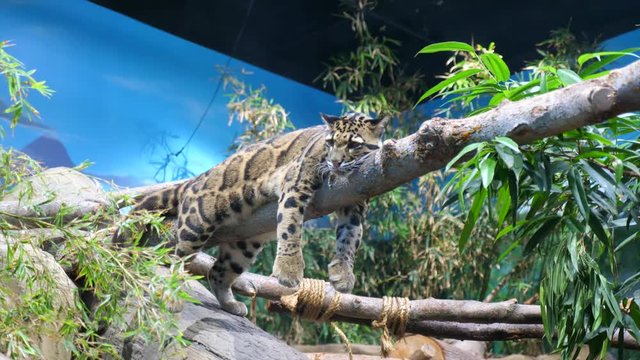 A wild cat inside a zoo aquarium cage