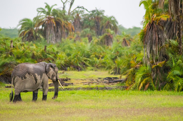 Lonely elephant in a palm oasis in Amboseli park in Kenya