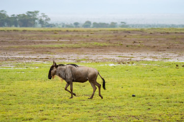 Fototapeta premium Isolated wildebeest grazing in the savannah plain of Amboseli Park in Kenya