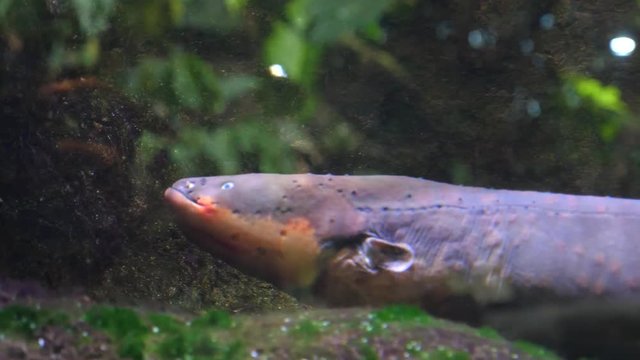 An eel swims inside a water tank at an aquarium
