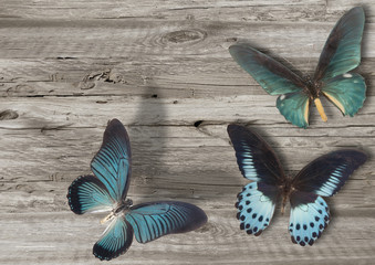 three blue butterfly