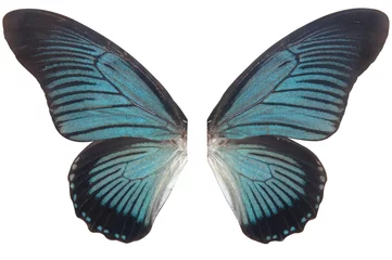 Crédence de cuisine en verre imprimé Papillon wings blue butterfly