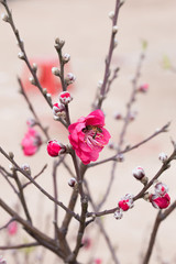 Spring Cherry Flower