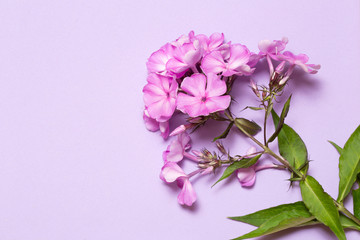 Fototapeta na wymiar Inflorescence of phlox lies on a lilac background.