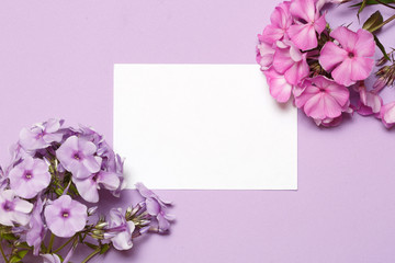 White sheet of paper and inflorescence of phlox lies on a lilac background.