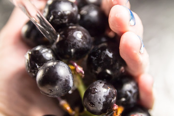 washing black ripe grapes