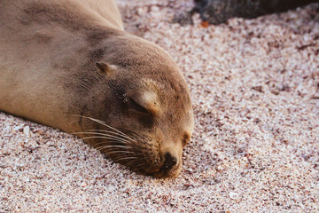 Naklejka premium Wilde Seelöwen auf den Galapagos Inseln