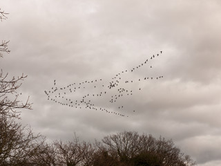 sky flock of birds cloudy moody overcast weather migration