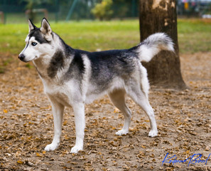 Siberian Husky Black Whyte