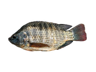 Tilapia is rich in beneficial protein as well as healthy food on white background.