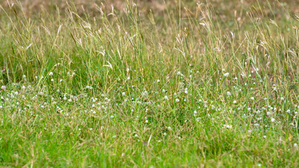 Grass field with little white flowers