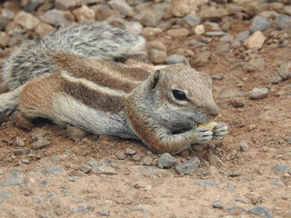 wiewiorka kanaryjska © Mateusz