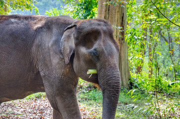 Old asian elephant in Thailand wild forest